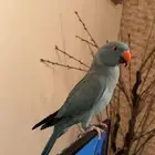 للبيع ببغاء ذكر درة اللون مميز ( أزرق )