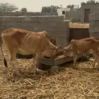 بقر مناتيج