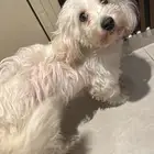 الفيصليه