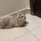 قطط هملايا