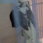 كروان مكتف