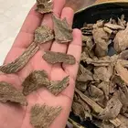 عود طبيعي فرز ونقوة
