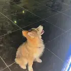 للبيع هاسكي 4 شهور