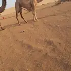 بكار