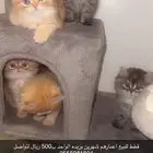 قطط للبيع ببريده اعمارهم شهربن