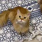 قطط للتبني