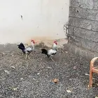 دجاج بلدي