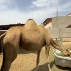 الابل اوراك جنب للبيع