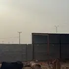 بقر مناتيج
