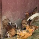 دجاج بلدي ودجاج تركي وديك تركي
