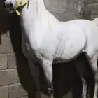 خيل ورق