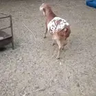 فحل بربري طيب شرط قريع بالأحساء
