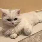 قطه مهجن هملايا وسكوتش