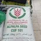 بذر برسيم Ca101