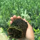 ليات وزيتون