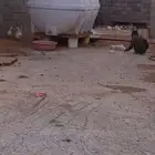 قطه بسه بيضاء للتبني مجانا