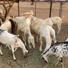 للبيع معزاء بيشيات ومطورات