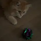 قطط
