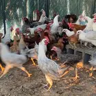 دجاج بشاير 5-6 شهور