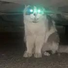 قطة ضايعه