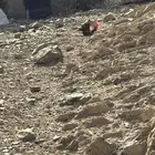 للبيع دجاج ابراهما وبلدي