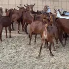 جفار وتيوس دهم ووشح