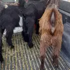 تيوس البيع