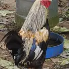 للبيع دجاج وأرانب أبها المحالة
