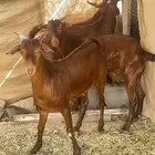 تيوس امحايليه