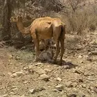 ابل للبيع