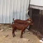 معزا مقاني