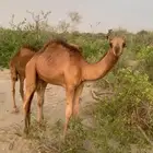 حلي القنفده