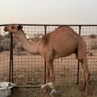 عقود عمره سنه الصحه شرط