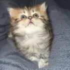 للبيع قطه سكوتش مهجن شيراز