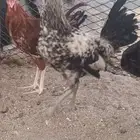 ديوك بلدي فاخره