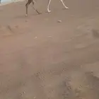 لقحة وخلفة