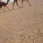 خلفة وخفوت