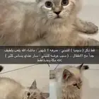 قط للتبني 4 شهور