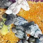 فروخ روز غر