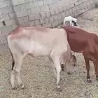 حسلان للبيع