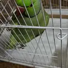 ببغاء دره ذكر
