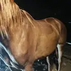 فرس واهو قدرة و تحمل