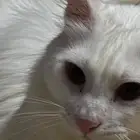قط ذكر للتبني