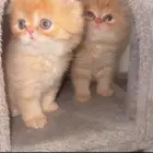 قطط للبيع بريده