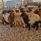 ذبايح بريه وطيبة