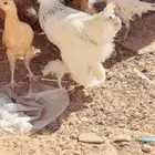 صيصان ابرهما كلمبي