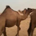 قعود طيب جدا