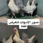 فيومي قولد واورنج
