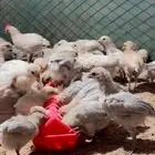 فيومي قولد واورنج