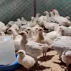 فيومي قولد و أورنج ذهبي